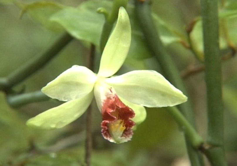 Orchidaceae, Vanilla francoisii H. Perr.