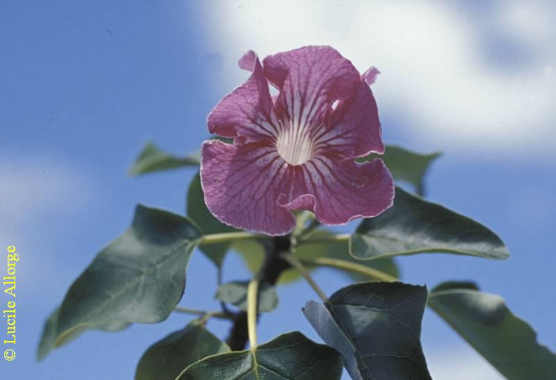 PEDALIACEAE, UNCARINA STELULIFERA Humb.