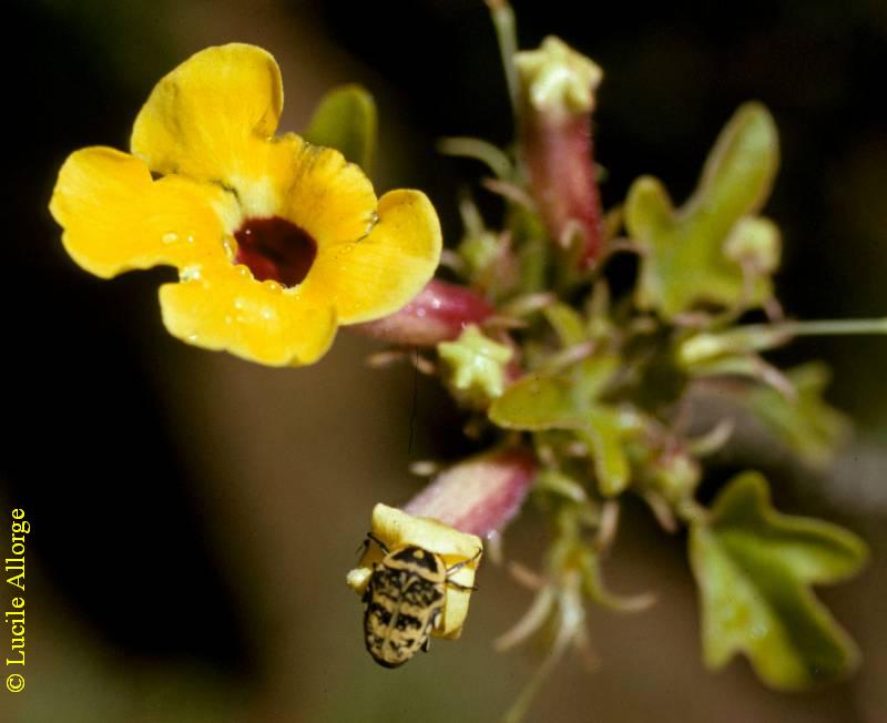 PEDALIACEAE, UNCARINA & Cétoine