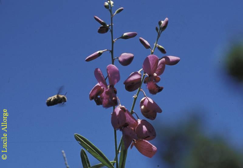 POLYGALACEAE, POLYGALA MACROPTERA A.DC.