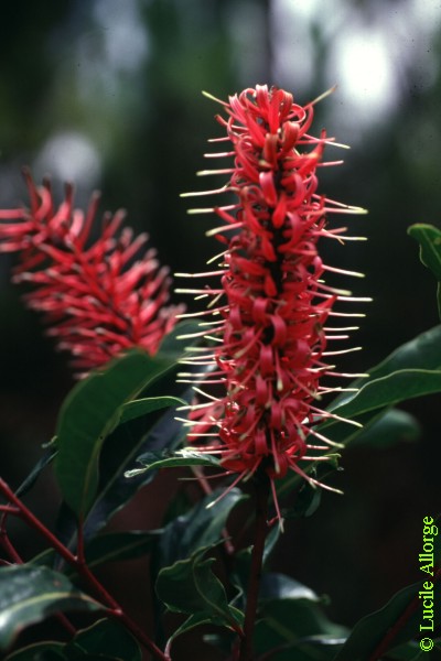 PROTEACEAE, FAUREA FORFICULIFLORA Bak.