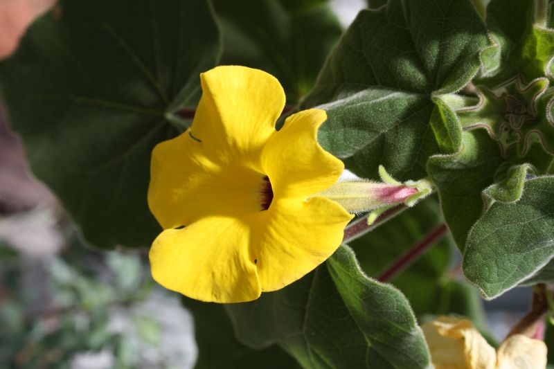 Pedaliaceae, Uncarina grandidieri