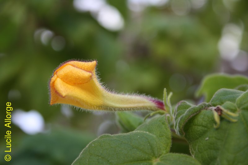 Pedaliaceae, Uncarina grandidieri