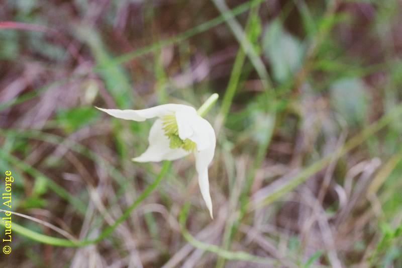 RANUNCULACEAE, CLEMATIS BOJERI var. ANETHIFOLIUM (Hook.)