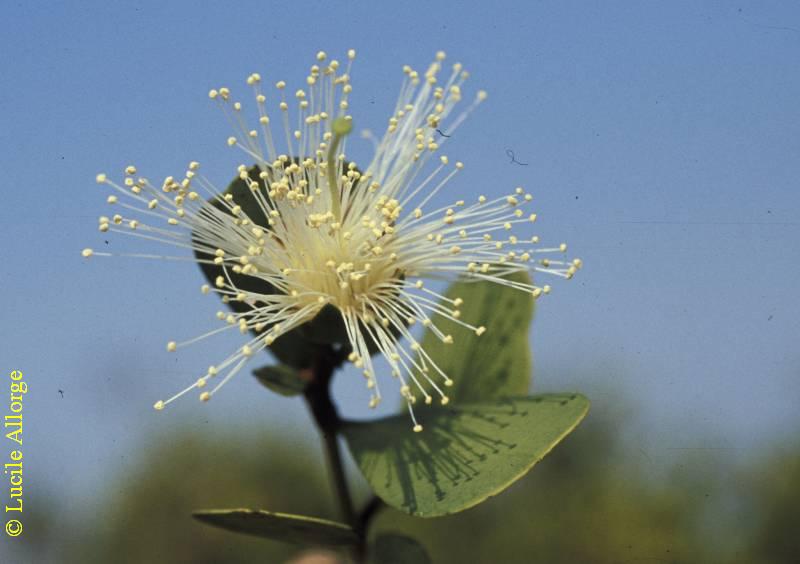 SONNERATIACEAE, SONNERATIA ALBA Smith