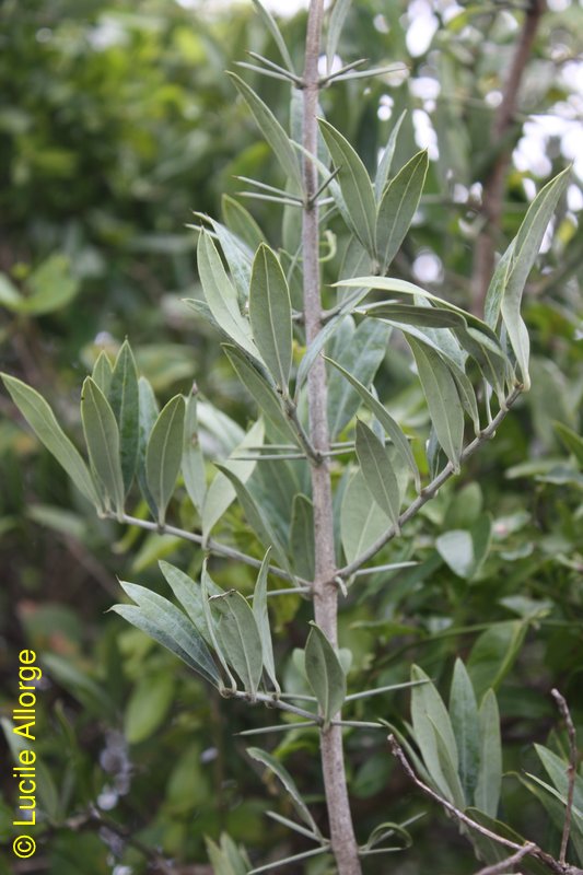 Salvadoraceae, Azima tetracantha