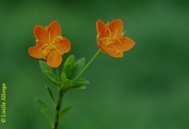 TURNERACEAE, ERBLICHIA BERNIERIANA (Tul.) Arno