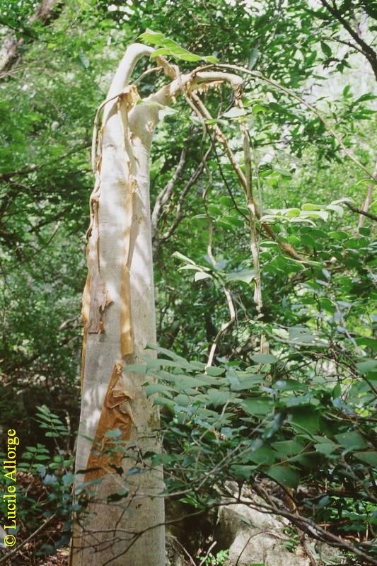 VITACEAE, CYPHOSTEMMA MACROCARPUM Desc.