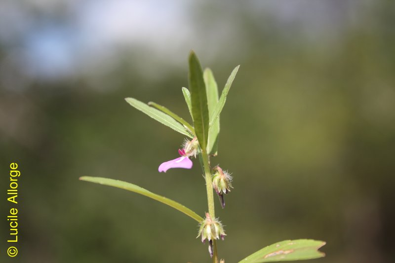 Violaceae, Hybanthus enneaspermus