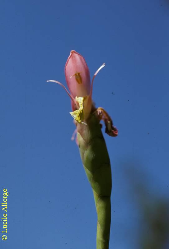 ZINGIBERACEAE, AFRAMOMUM ANGUSTIFOLIUM K.Schum.