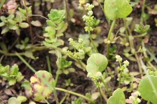 Hydrocotyle umbellata