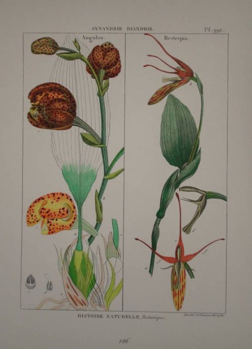 Lamarck Illustrations Botaniques