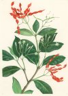 Cabucala erythrocarpa