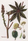 Ricinus communis